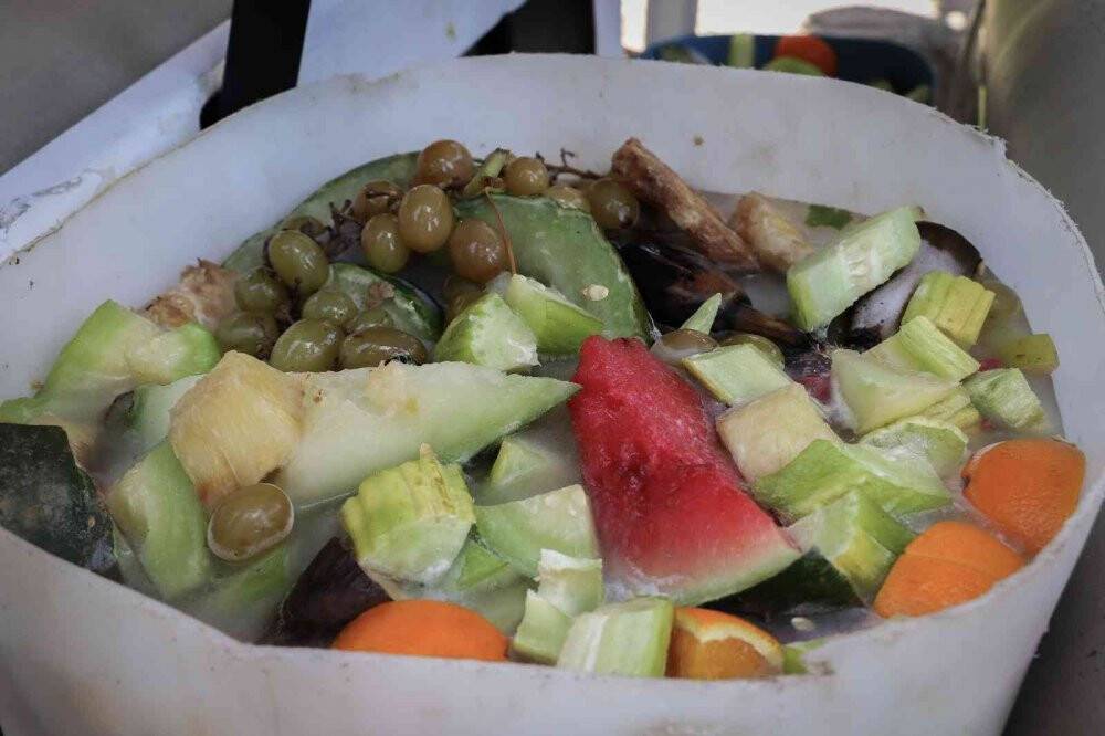 Maymunlara özel buzlu meyve kokteyli, lama ve yaklara fıskiyeli serinlik