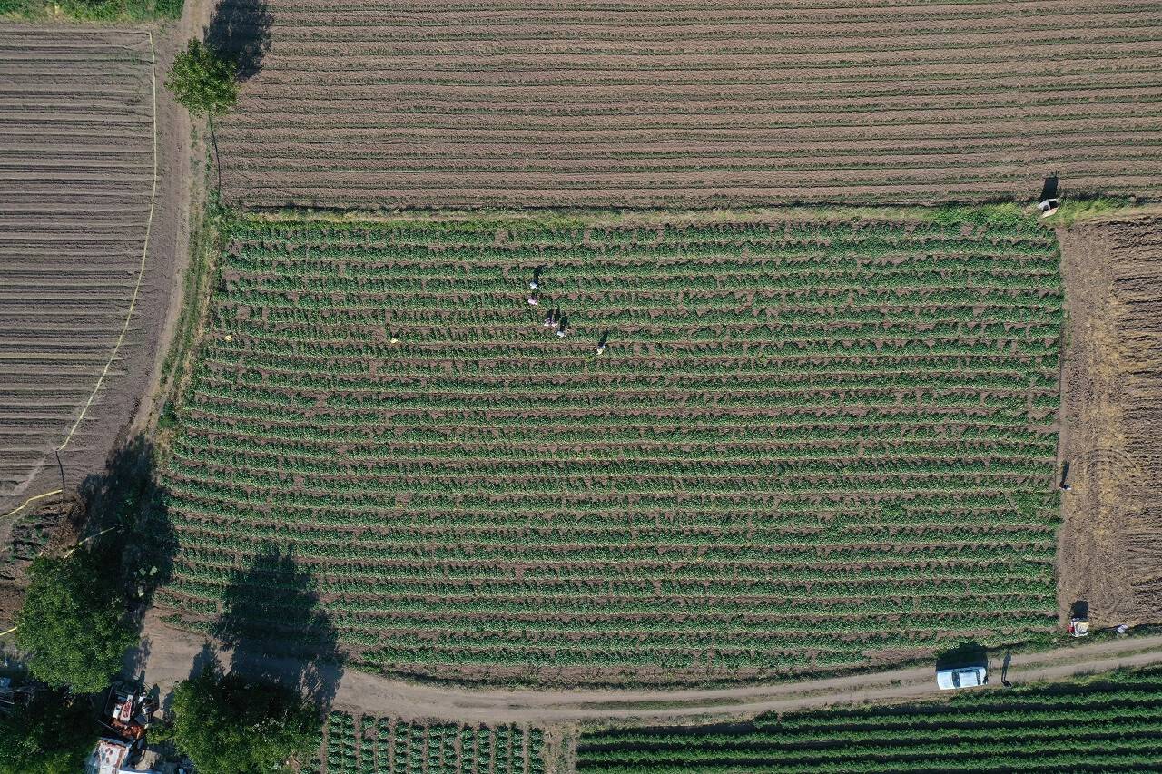 aa-20220716-28431959-28431945-uretim-alani-artan-sindirgi-kornisonunda-hasat-basladi.jpg