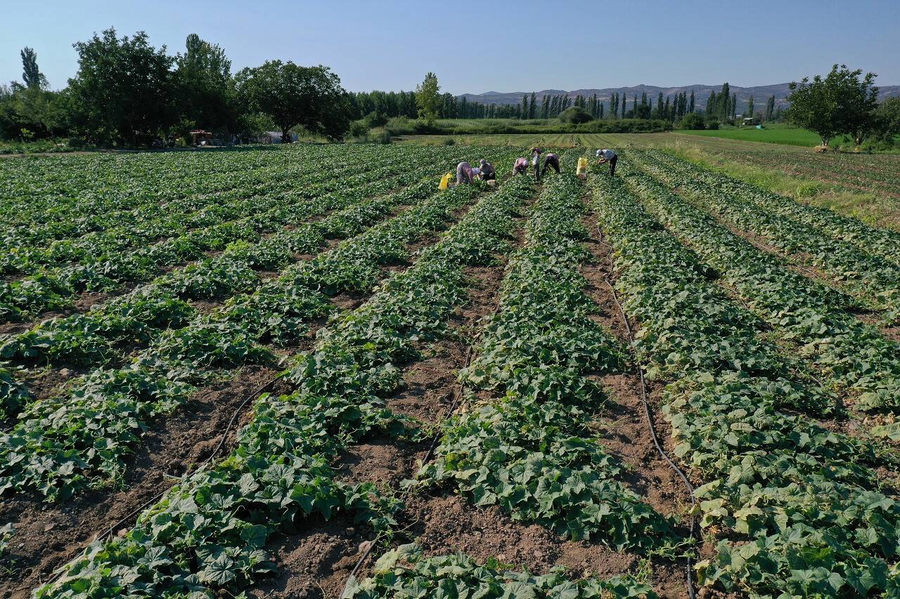 aa-20220716-28431959-28431946-uretim-alani-artan-sindirgi-kornisonunda-hasat-basladi.jpg