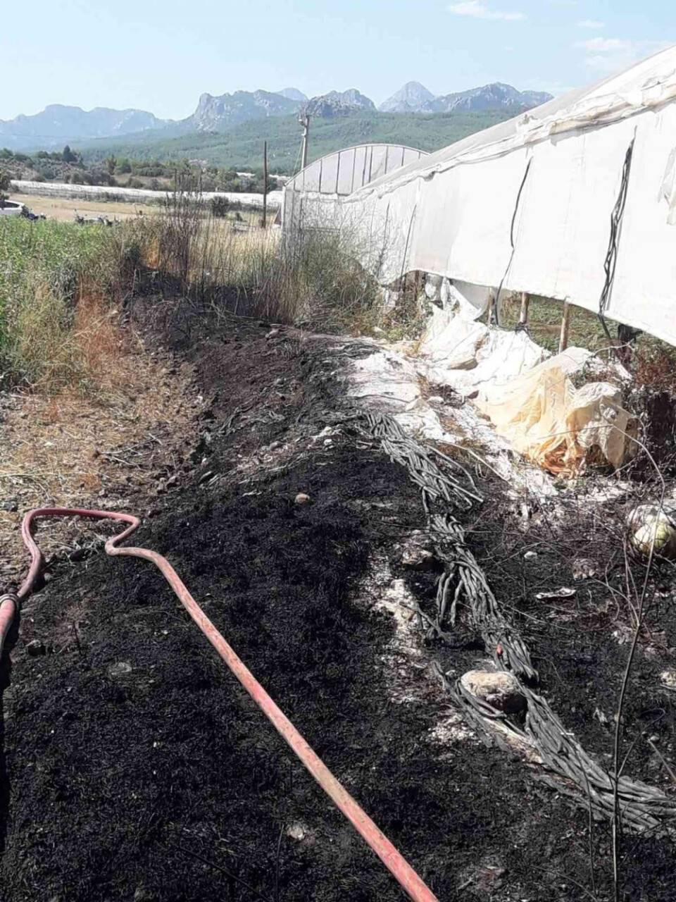 Antalya’da makilik alanda çıkan yangın seralara zarar verdi