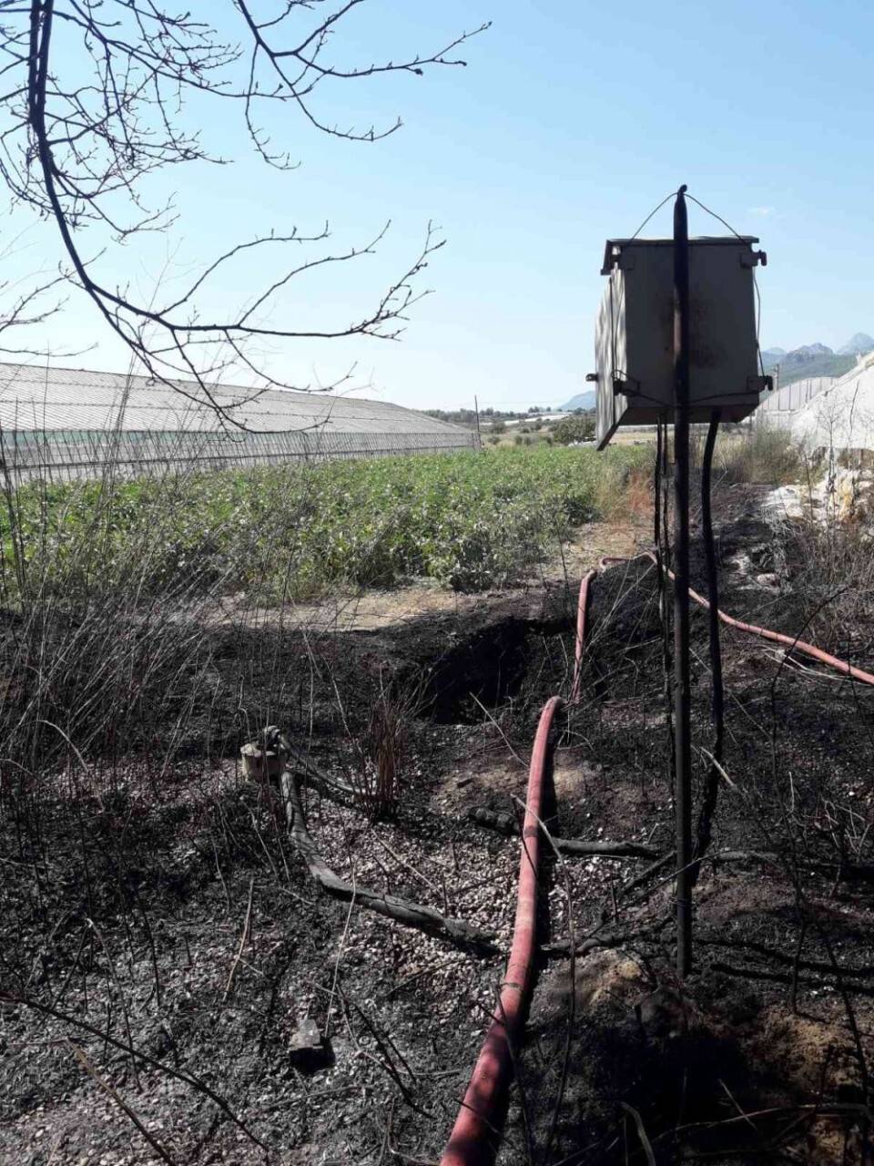 Antalya’da makilik alanda çıkan yangın seralara zarar verdi