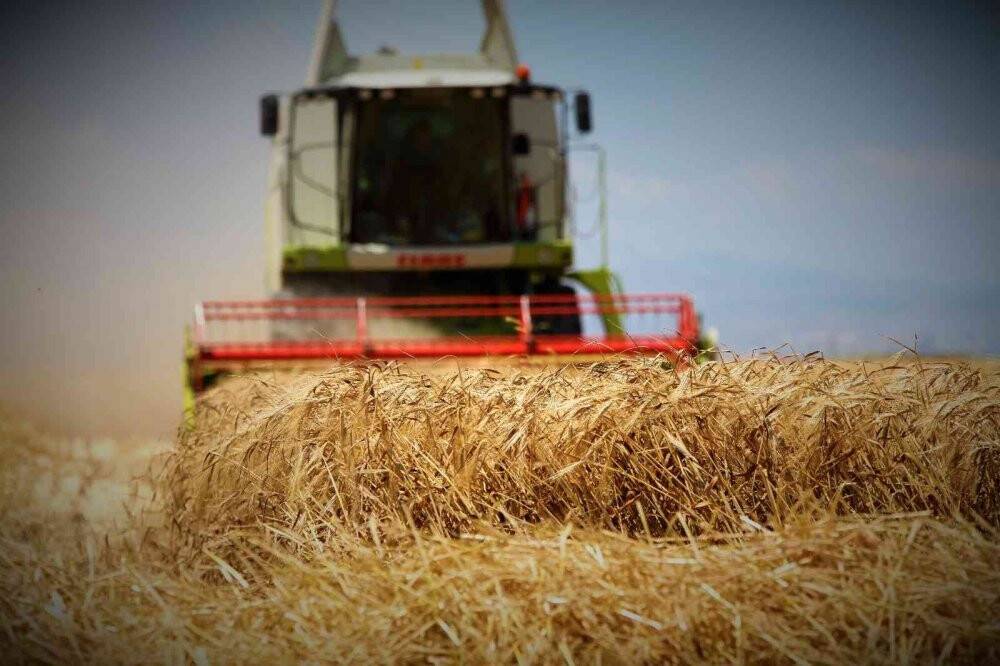 Konya Ovası'nda bu yıl hububat ürünlerinde verim ve kalite arttı