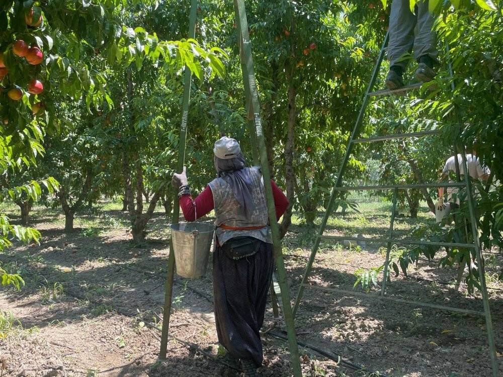 Ağaçtan topladığı şeftaliler için not ve para bıraktı