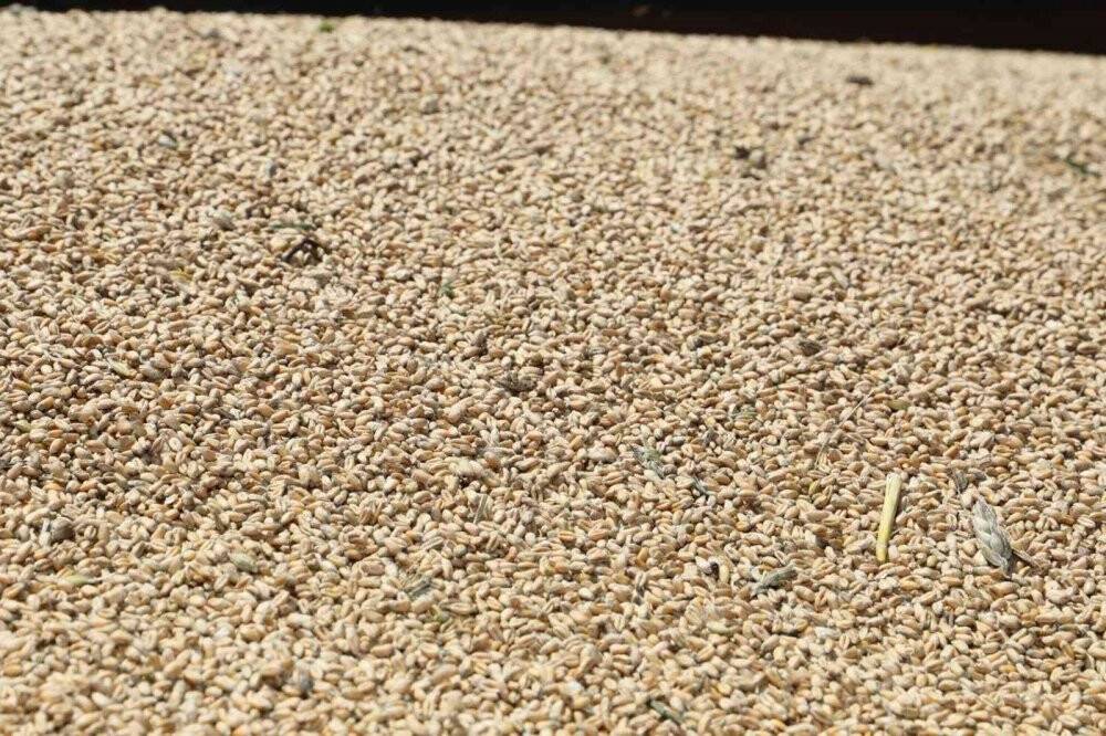 Çiftçiye dağıtılan buğdayların ilk hasadı bereketli geçti