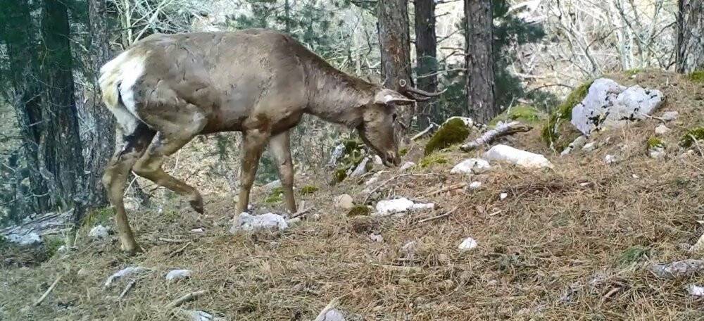 Daha önce fotokapana takılmışlardı, şimdi insan gözüyle görüldü