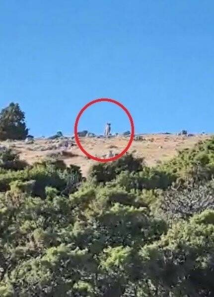 Daha önce fotokapana takılmışlardı, şimdi insan gözüyle görüldü