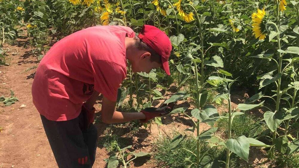 Trakya’da ‘çayır tırtılı’ alarmı