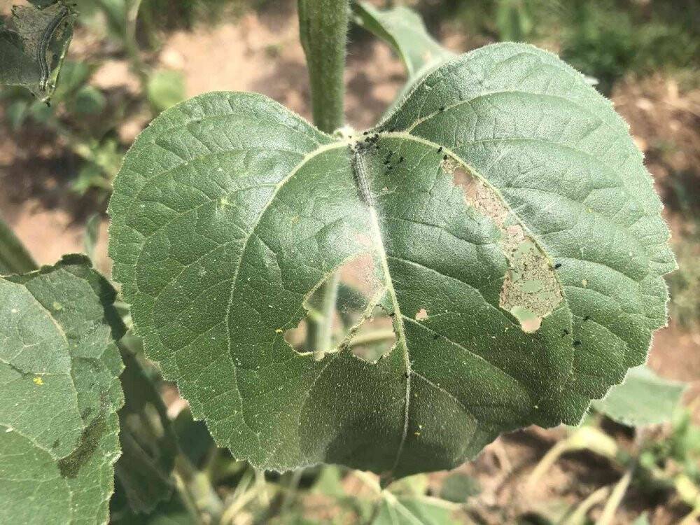 Trakya’da ‘çayır tırtılı’ alarmı