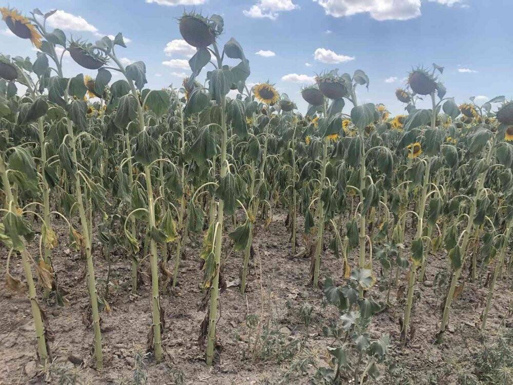 Trakya’da ‘çayır tırtılı’ alarmı