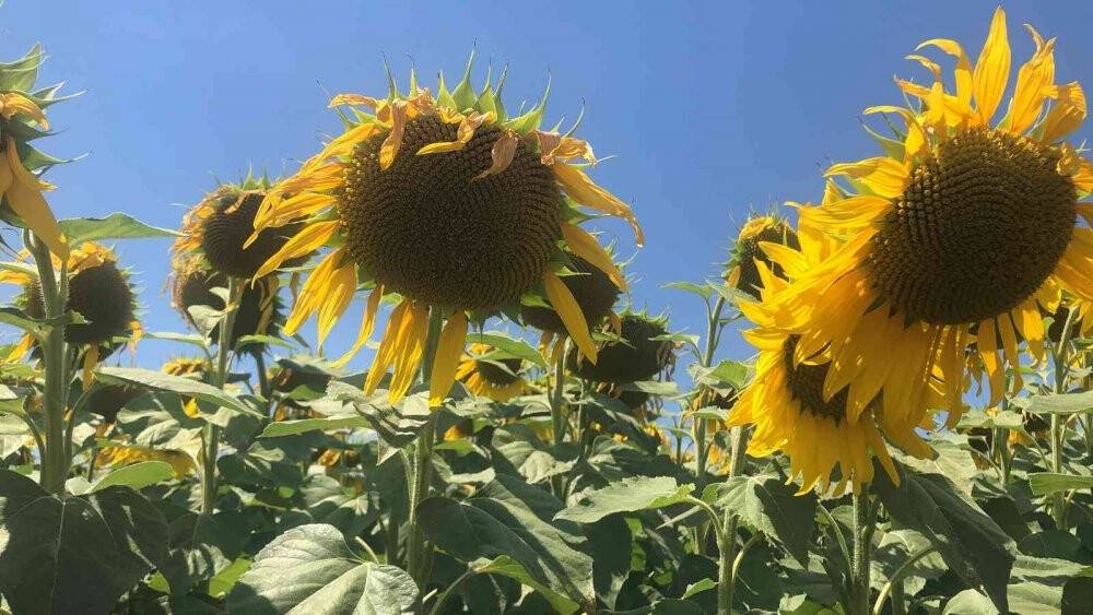 Trakya’da ‘çayır tırtılı’ alarmı