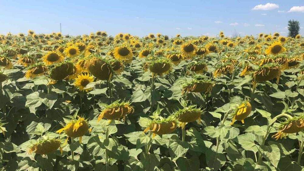 Trakya’da ‘çayır tırtılı’ alarmı