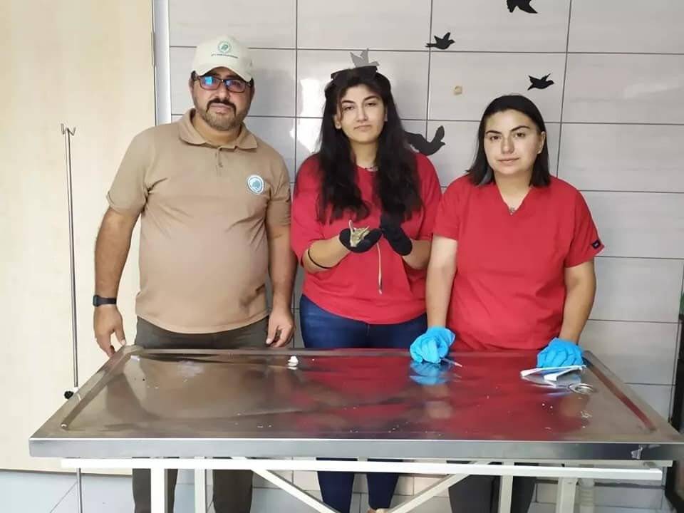 Bitkin halde bulunan Arap Tavşanı tedavi altına alındı