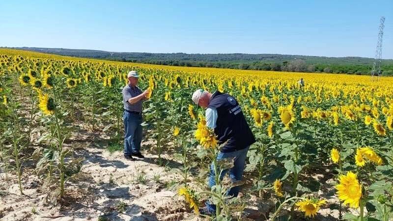 Çanakkale’de tırtıl istilasına karşı çalışma başlatıldı