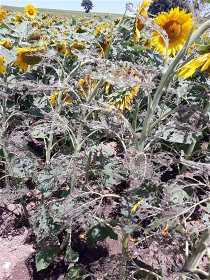 Çanakkale’de tırtıl istilasına karşı çalışma başlatıldı