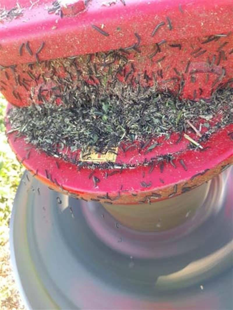 Çanakkale’de tırtıl istilasına karşı çalışma başlatıldı