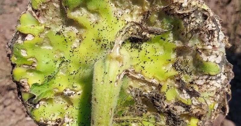 Çanakkale’de tırtıl istilasına karşı çalışma başlatıldı