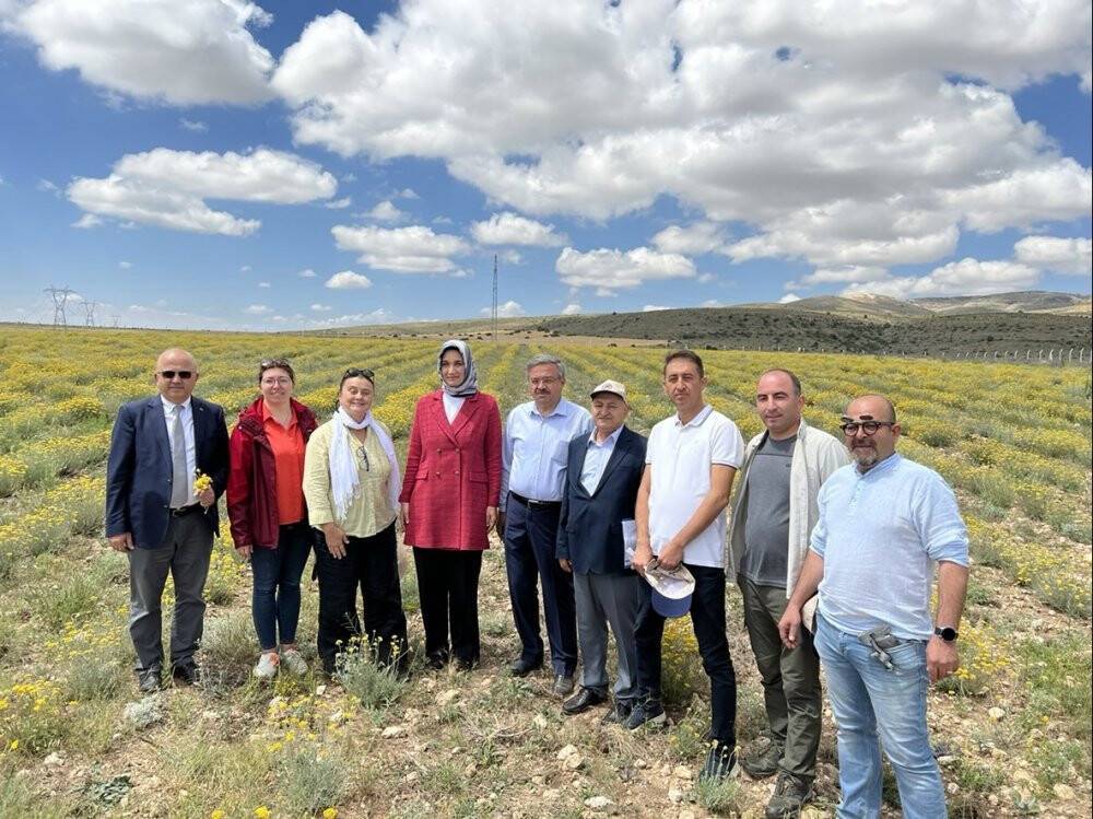 Altınotu bitkisinin hasadı yapıldı