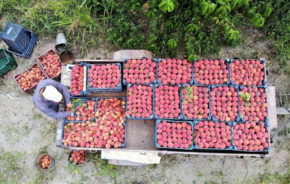 Şeftali tarlada 2 liraya kadar düştü