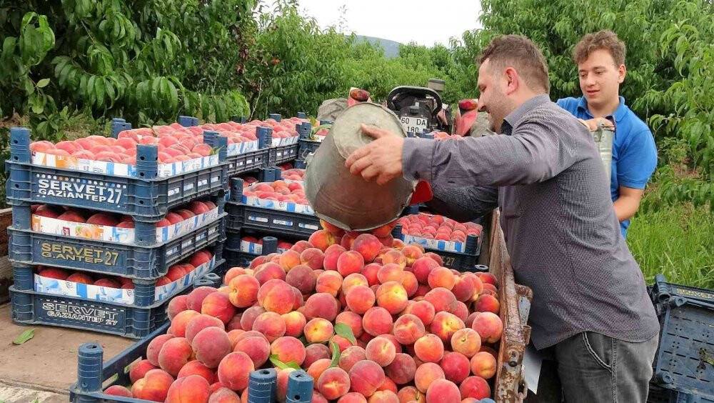 Şeftali tarlada 2 liraya kadar düştü