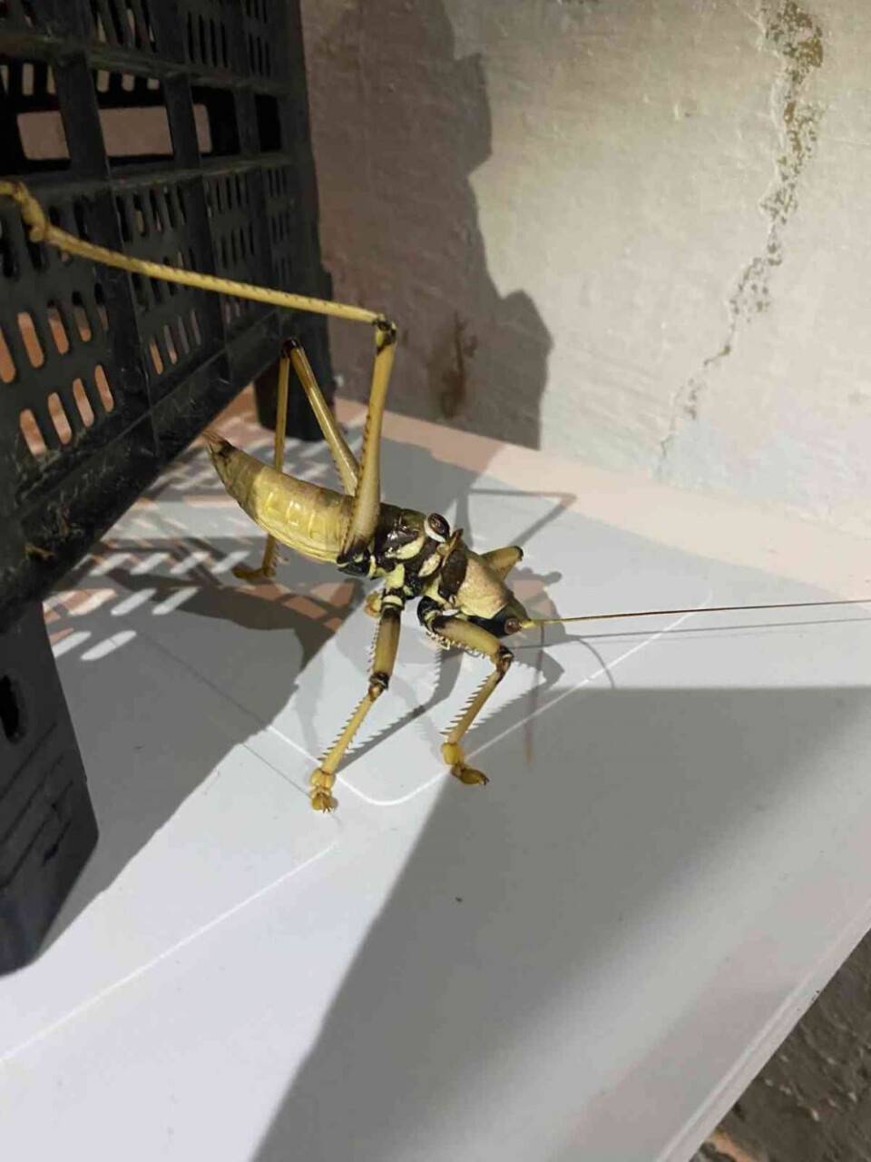 Dev çekirge görüntülendi