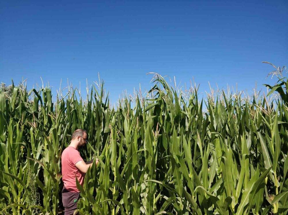 Beyşehir’de ekili alanlarda hastalık ve zararlı kontrolleri sürüyor