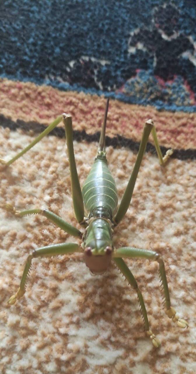 Elazığ’da dev çağaboğan çekirgesi görüldü