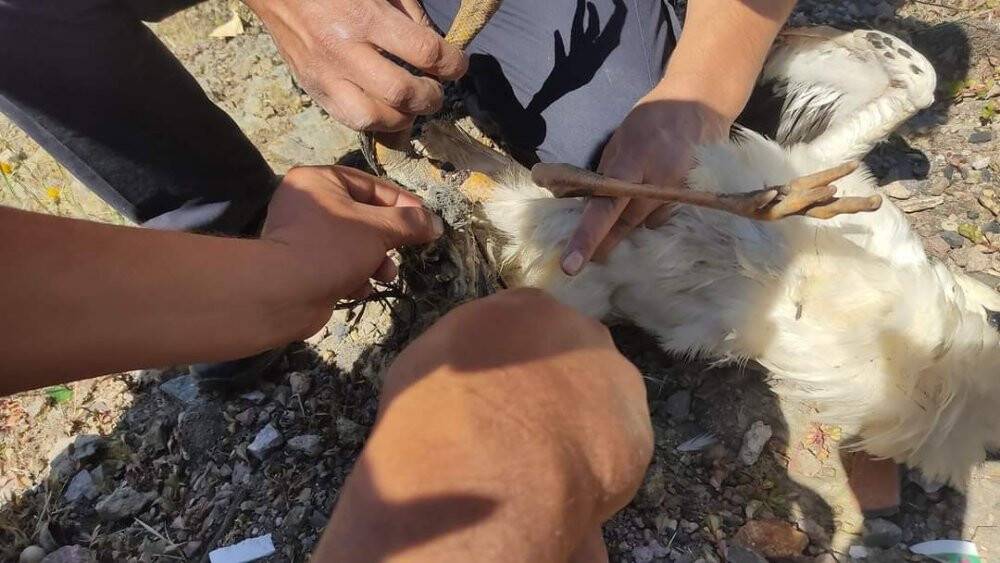 Ayağına ip dolanan yavru leylek yuvasından alınıp kurtarıldı