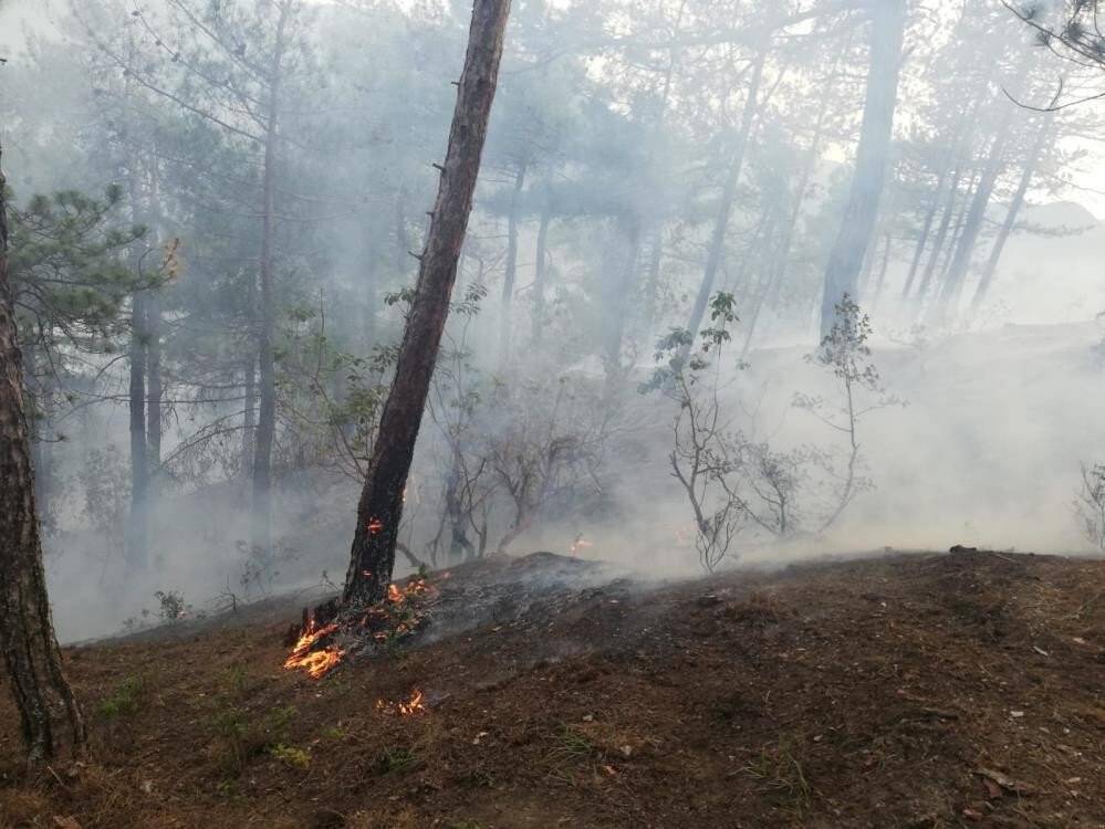 Dünyanın en pahalı mantarından yılda 225 kilo toplanabilecek