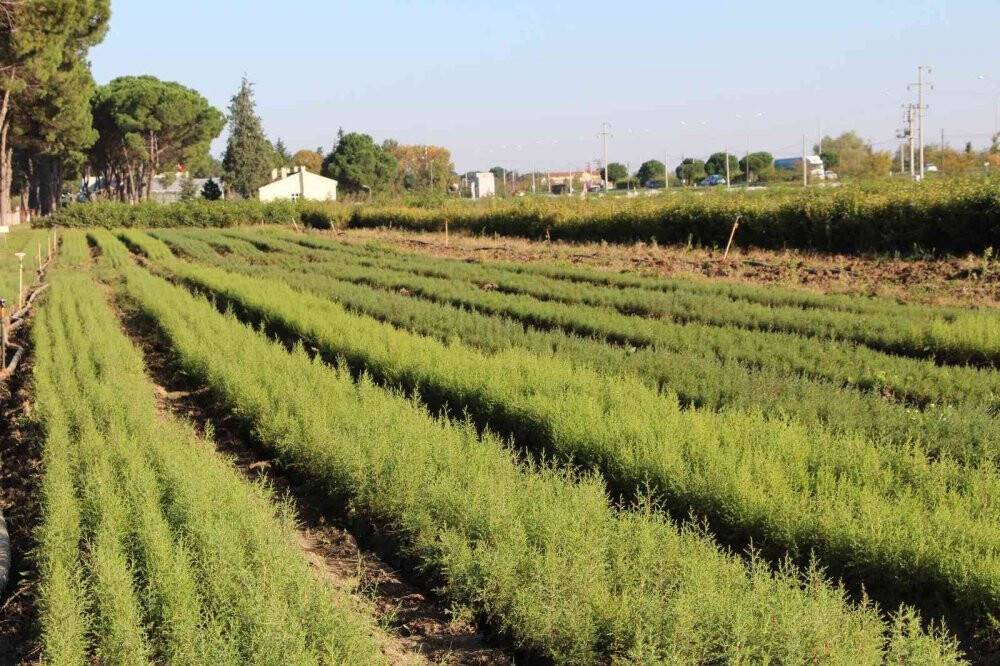 Dünyanın en pahalı mantarından yılda 225 kilo toplanabilecek