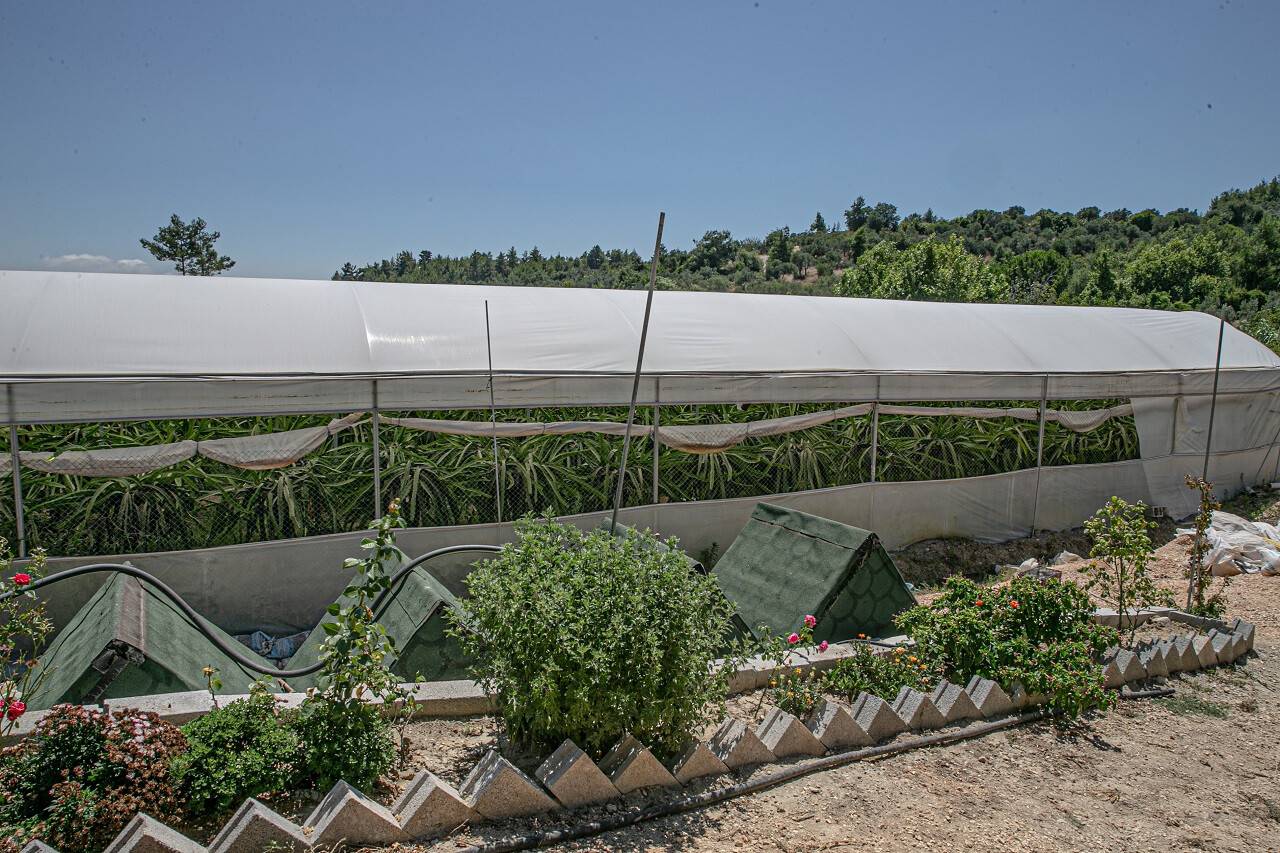 aa-20220724-28488861-28488853-hatayli-kadin-girisimci-tatilde-gordugu-ejder-meyvesinin-ureticisi-oldu.jpg
