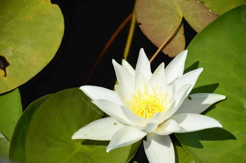 Güzelliğiyle kendine hayran bırakan Işıklı Gölü ziyaretçi akınına uğruyor