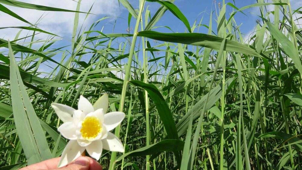 Güzelliğiyle kendine hayran bırakan Işıklı Gölü ziyaretçi akınına uğruyor