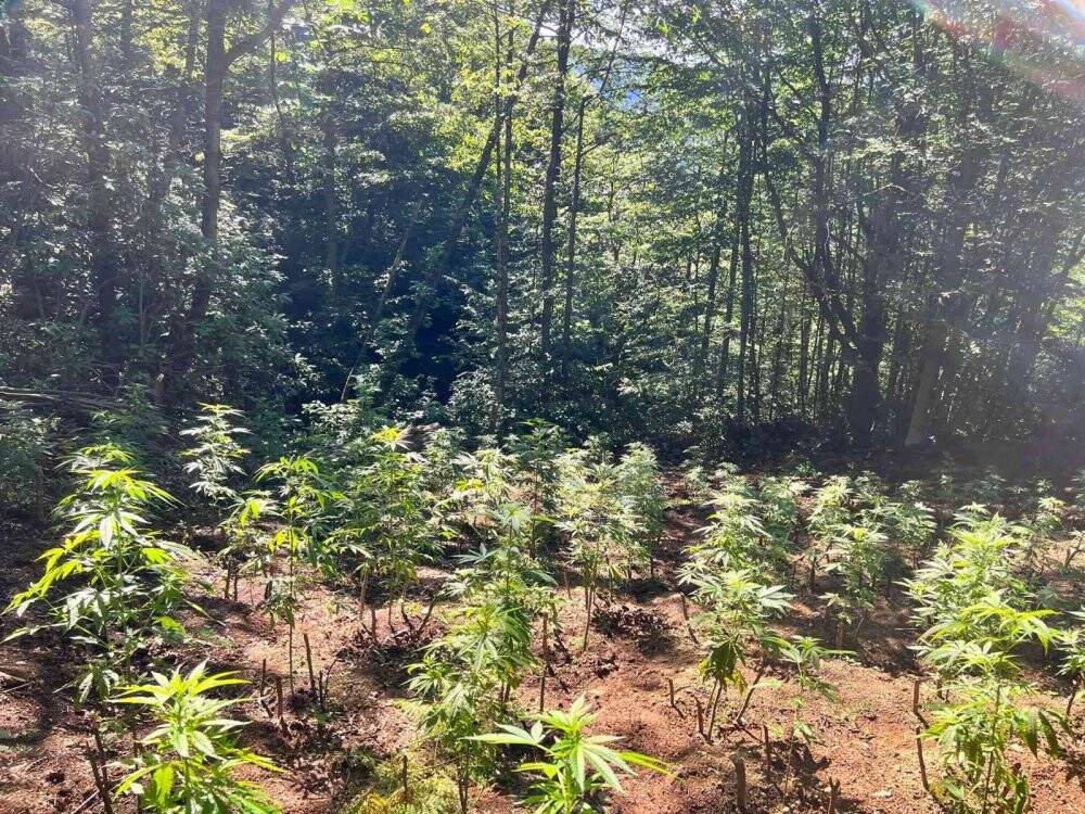 Ormanlık alanda 566 kök kenevir ele geçirildi