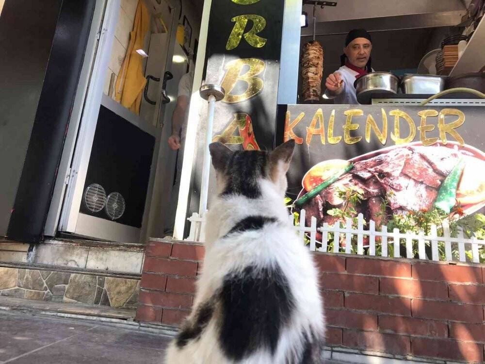 Kedi ‘Döner’ dönercinin maskotu oldu
