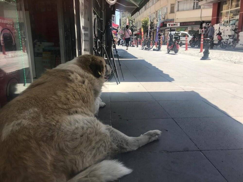 Sevimli dostların sıcak havalarla zorlu mücadelesi