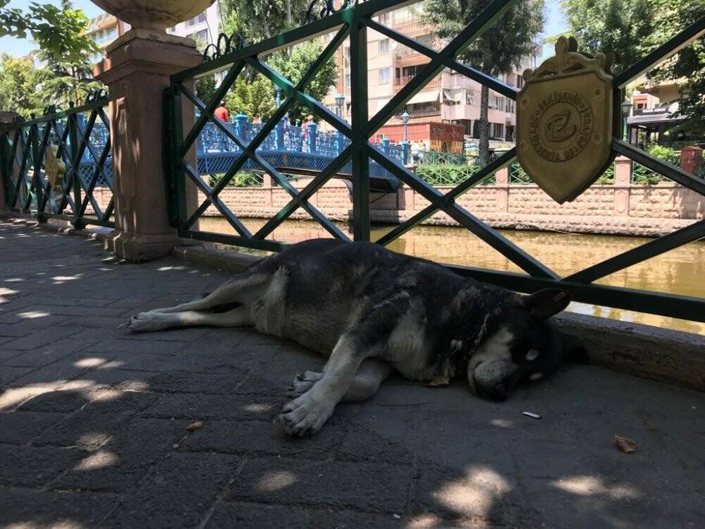 Sevimli dostların sıcak havalarla zorlu mücadelesi