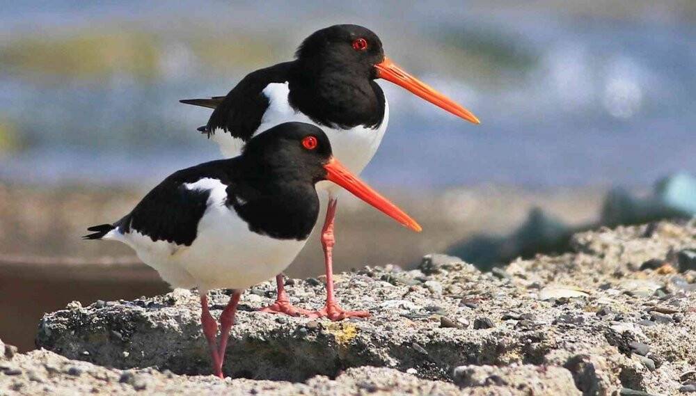 Göç etmeyen flamingolar yaz aylarını da Hersek Lagünü’nde geçiriyor