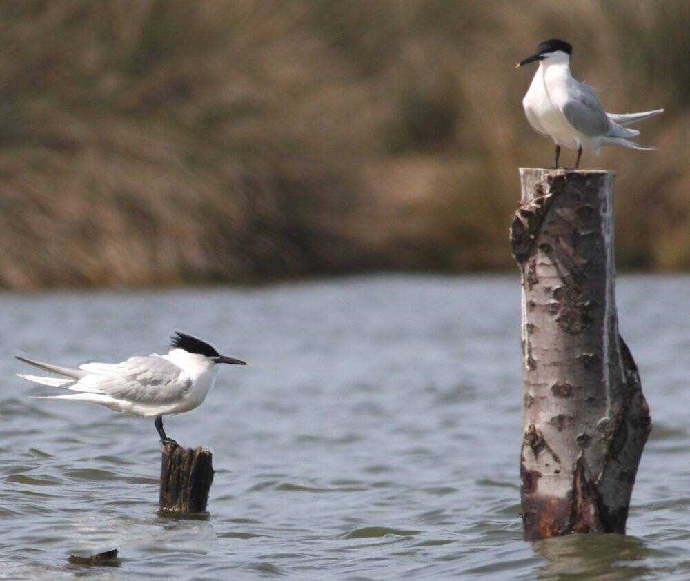 Göç etmeyen flamingolar yaz aylarını da Hersek Lagünü’nde geçiriyor