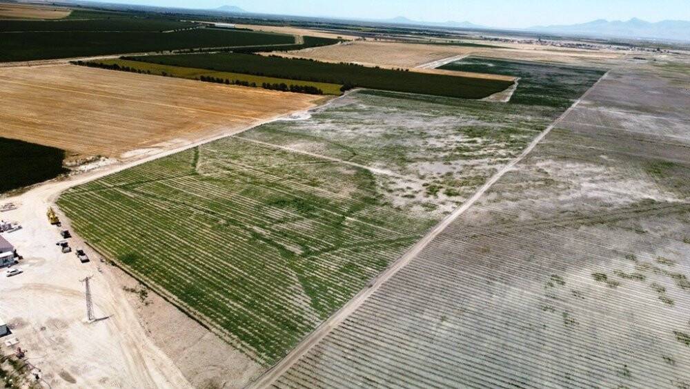 Ereğli’de organik tarım hasada hazırlanıyor