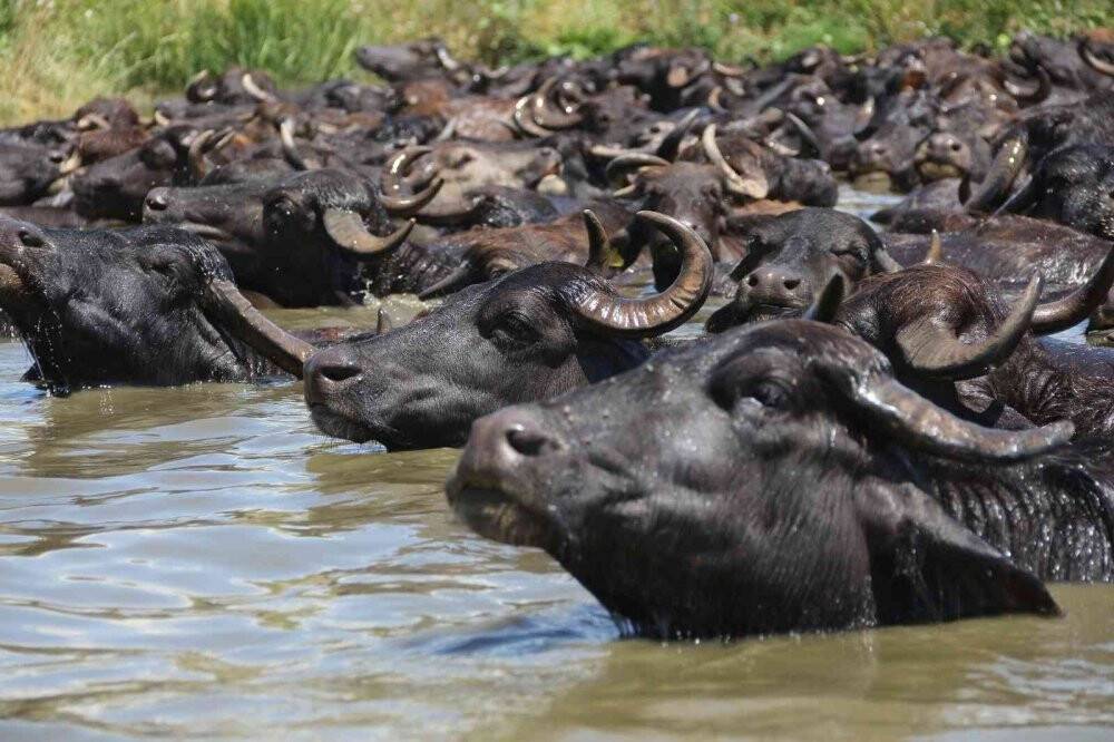 Mandaların göl içindeki keyifli hali Afrika belgesellerini aratmadı