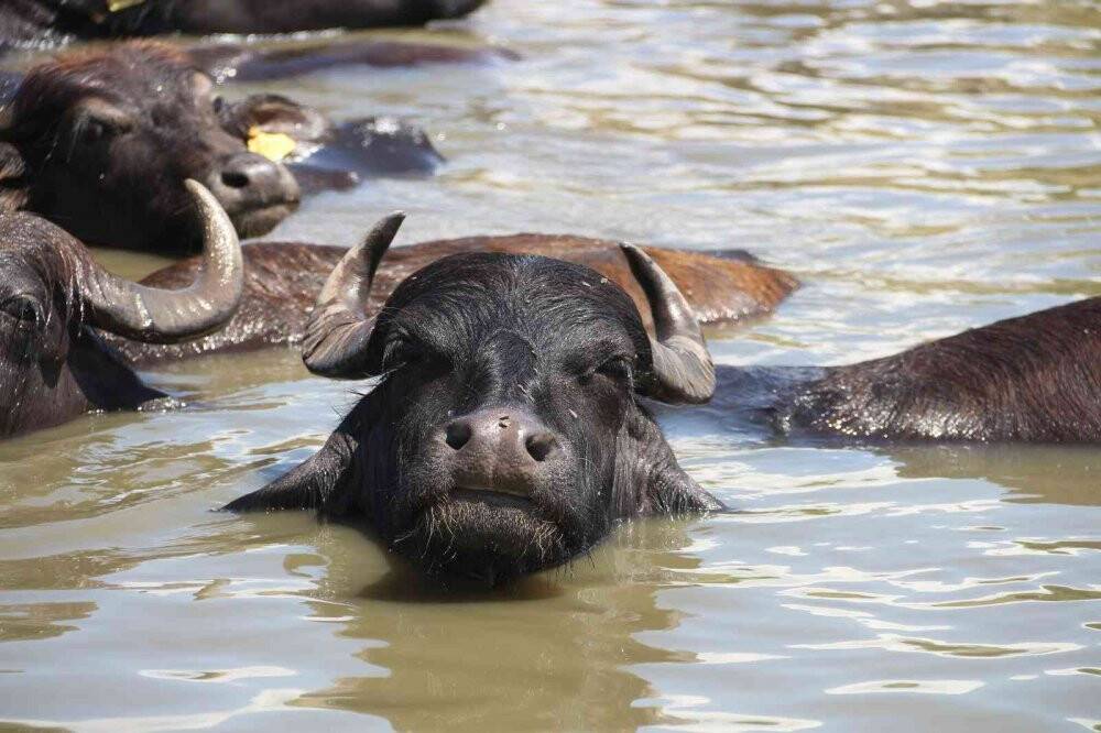Mandaların göl içindeki keyifli hali Afrika belgesellerini aratmadı