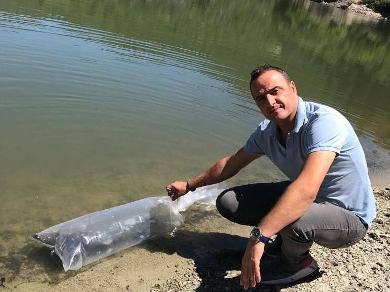 Simav’da göletlere 110 bin yavru sazan balığı bırakıldı