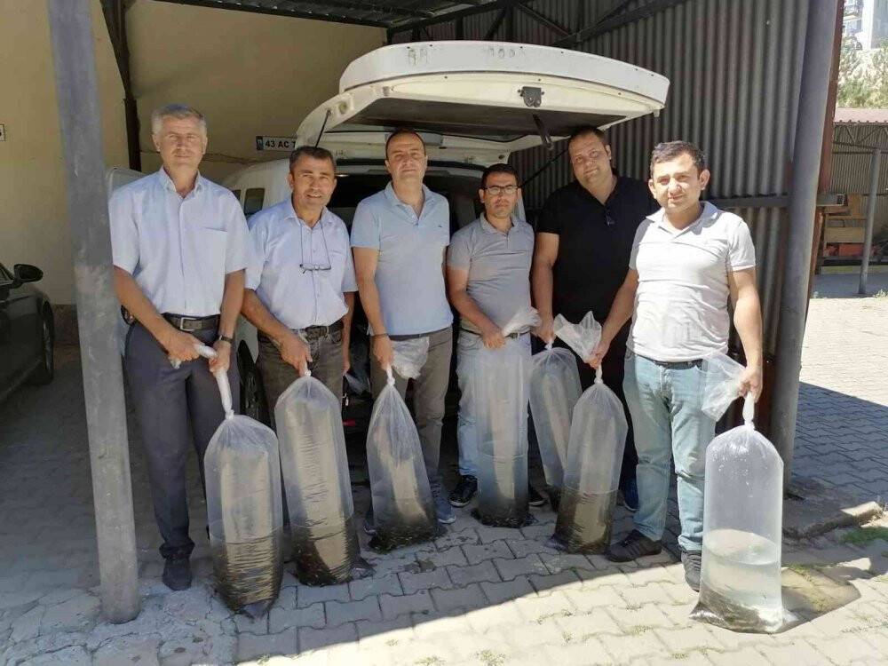 Simav’da göletlere 110 bin yavru sazan balığı bırakıldı