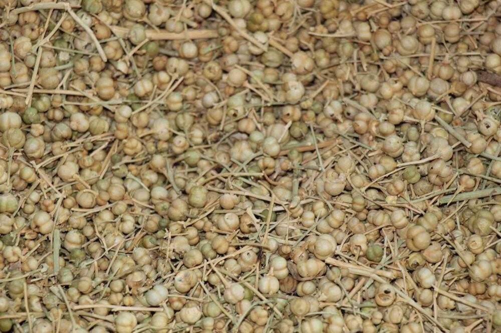 Bu tohumunun faydaları saymakla bitmiyor kapış kapış gidiyor