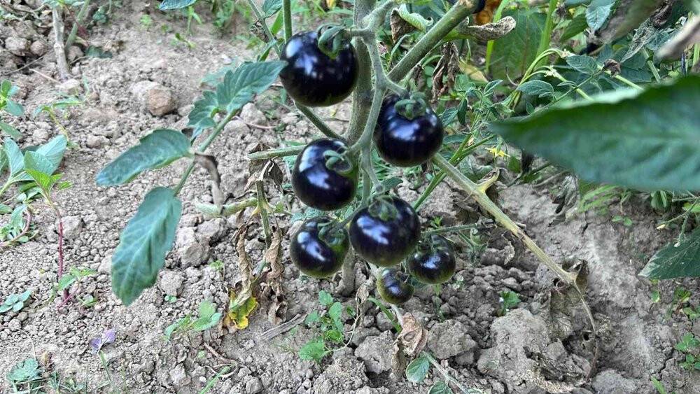 Meksika’daki arkadaşı ilham verdi, siyah domates görenleri şaşkına çeviriyor