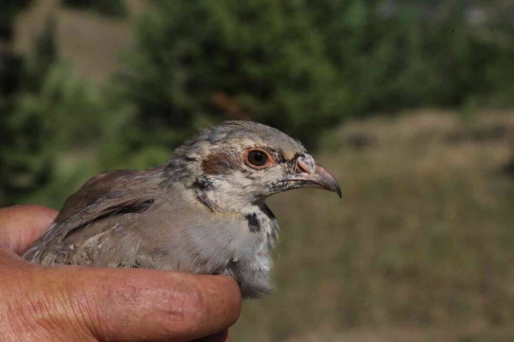 Gümüşhane’de 5 bin yavru alabalık derelere bırakıldı