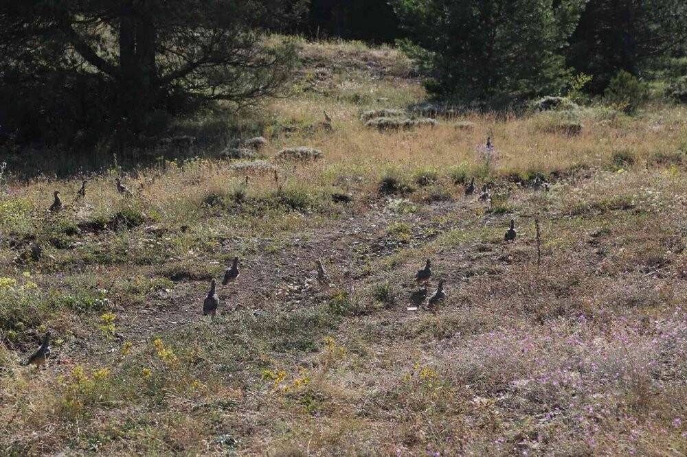 Gümüşhane’de 5 bin yavru alabalık derelere bırakıldı