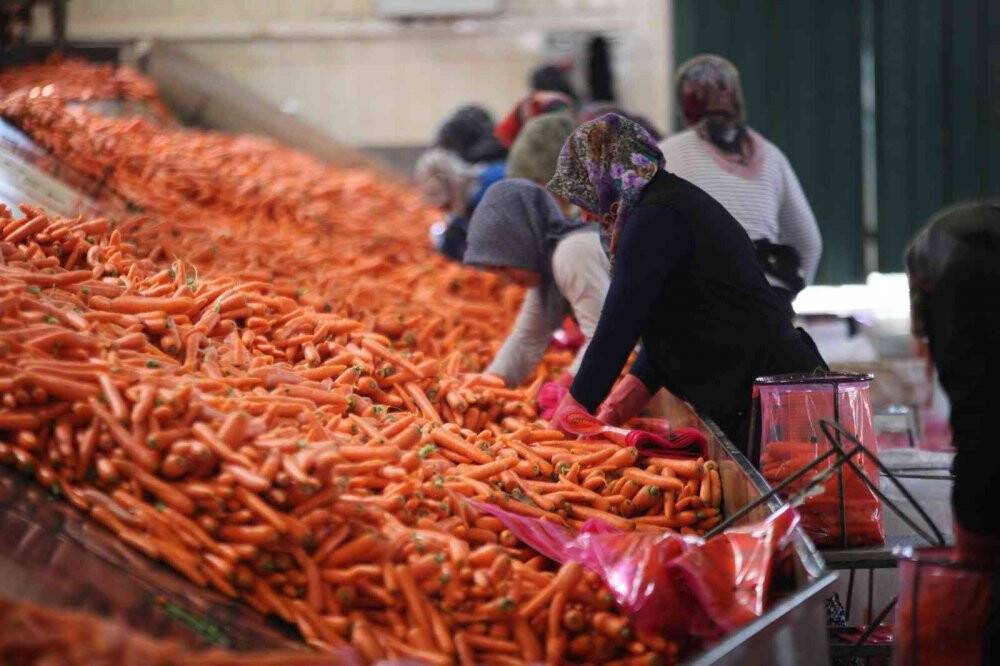 Konya Ovası’nda havuç hasadı