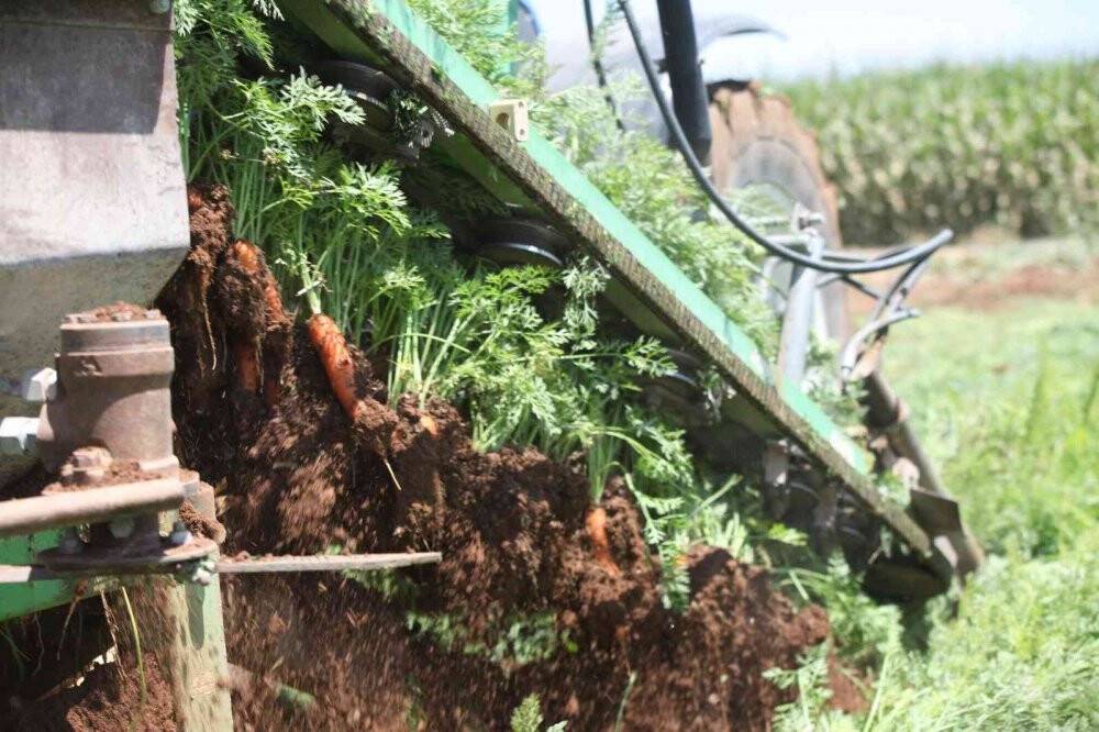 Konya Ovası’nda havuç hasadı