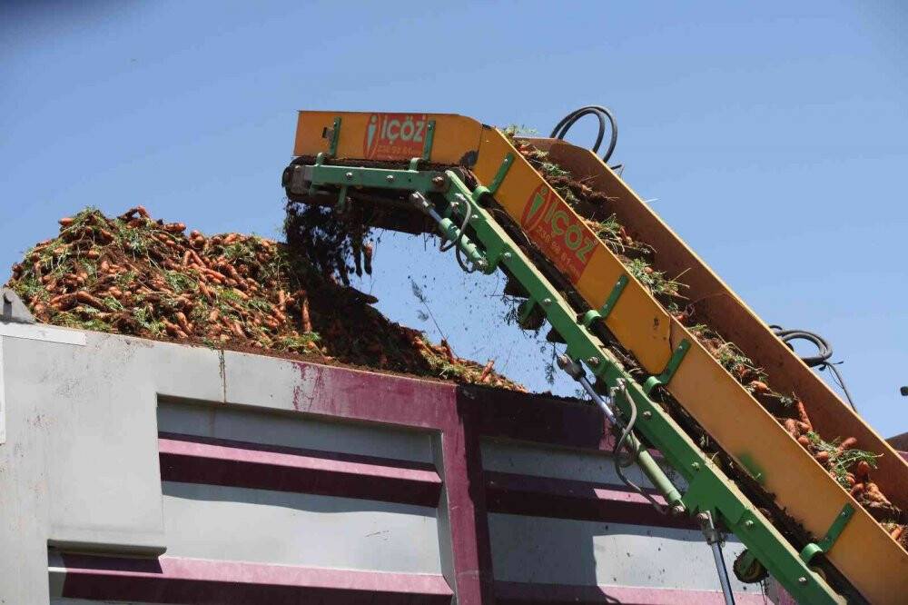 Konya Ovası’nda havuç hasadı